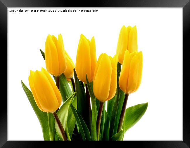 A bunch of fresh yellow Tulips. Framed Print by Peter Hatter