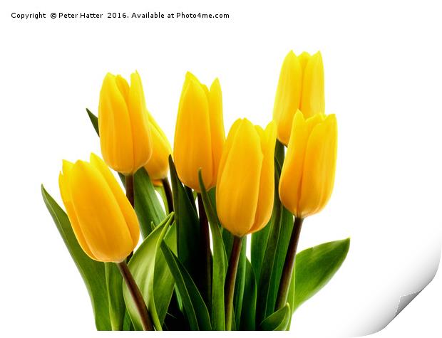 A bunch of fresh yellow Tulips. Print by Peter Hatter