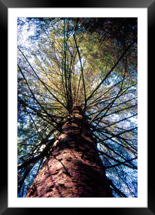tree climb Framed Mounted Print by Fiona McLellan