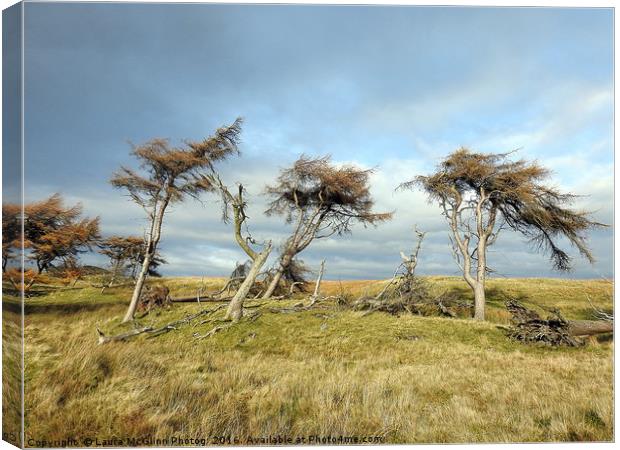 Weathering Trees Canvas Print by Laura McGlinn Photog