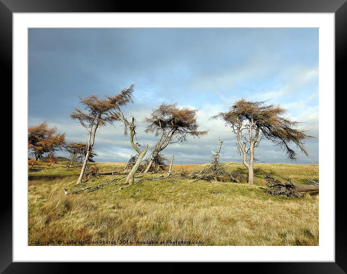 Weathering Trees Framed Mounted Print by Laura McGlinn Photog