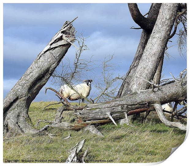 Toppling Timber Print by Laura McGlinn Photog