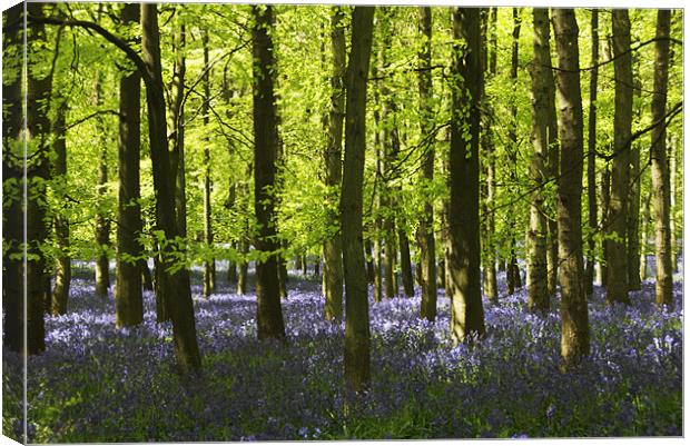 Bluebells Canvas Print by Elaine Young