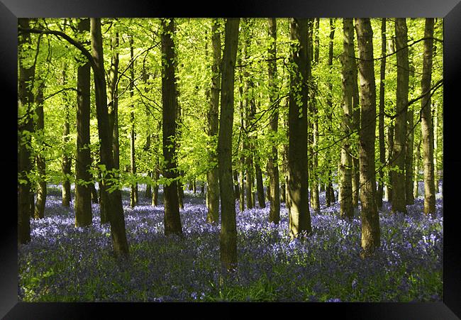 Bluebells Framed Print by Elaine Young