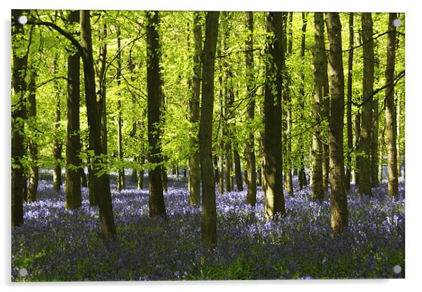 Bluebells Acrylic by Elaine Young