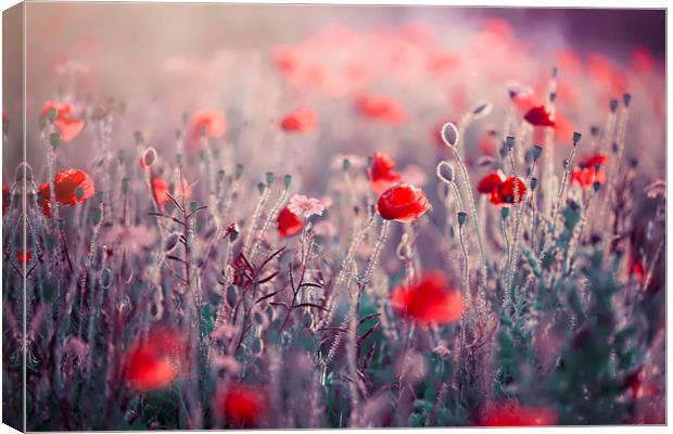 Red Field Poppies  Canvas Print by Jacky Parker