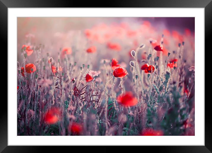 Red Field Poppies  Framed Mounted Print by Jacky Parker