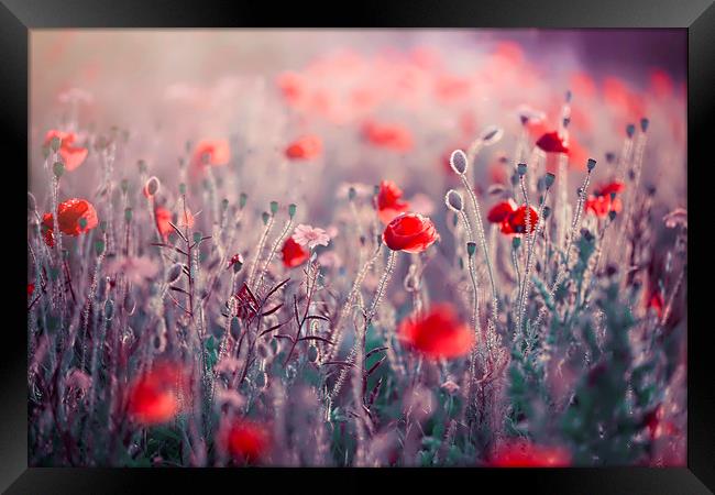Red Field Poppies  Framed Print by Jacky Parker