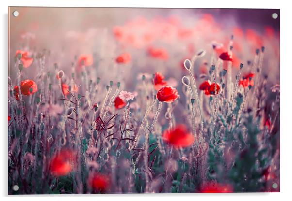 Red Field Poppies  Acrylic by Jacky Parker