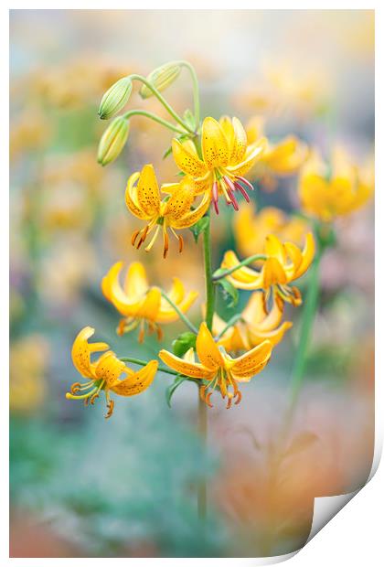 Orange Turk's Cap Lilies Print by Jacky Parker