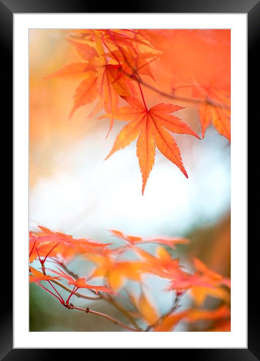 Japanese Maple leaves Framed Mounted Print by Jacky Parker