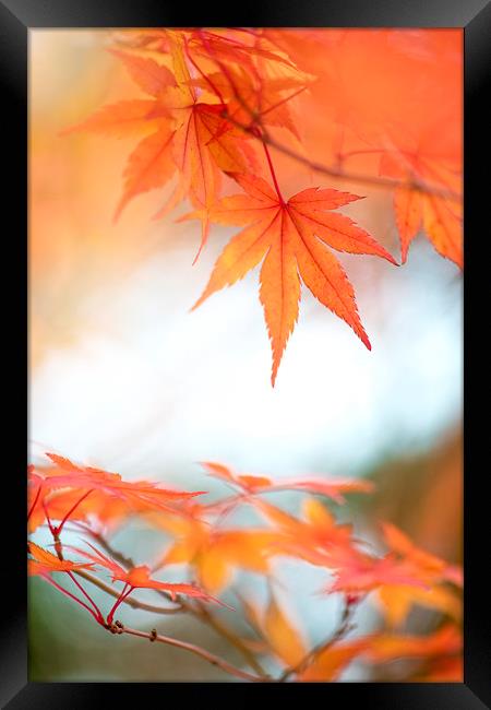 Japanese Maple leaves Framed Print by Jacky Parker