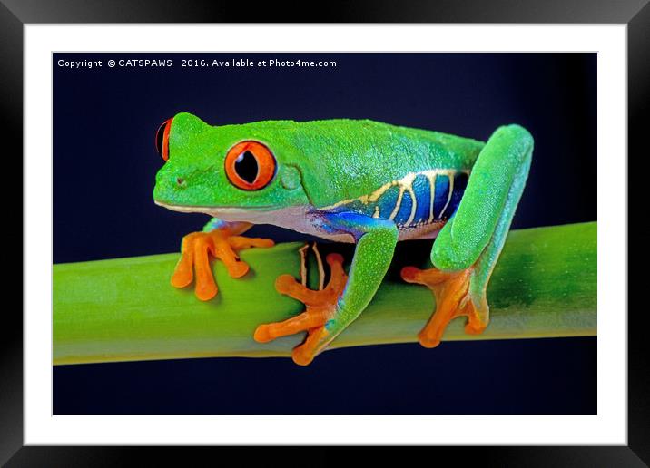TREE FROG ON BAMBOO Framed Mounted Print by CATSPAWS 