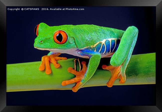 TREE FROG ON BAMBOO Framed Print by CATSPAWS 