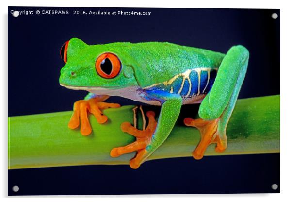 TREE FROG ON BAMBOO Acrylic by CATSPAWS 