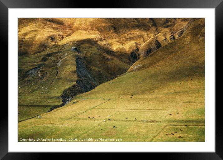 Cows graze on the huge mountainside Framed Mounted Print by Andrei Bortnikau