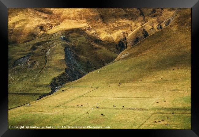 Cows graze on the huge mountainside Framed Print by Andrei Bortnikau