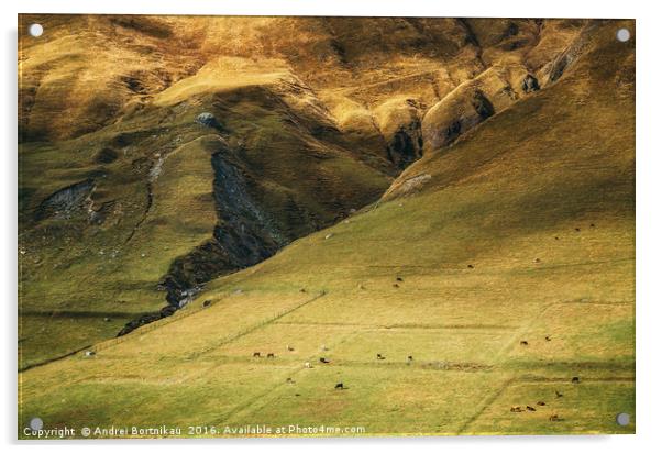 Cows graze on the huge mountainside Acrylic by Andrei Bortnikau