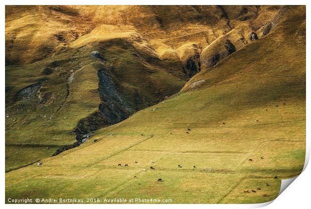 Cows graze on the huge mountainside Print by Andrei Bortnikau