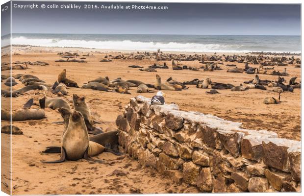 Cape Cross Fur Seals - Namibia Canvas Print by colin chalkley