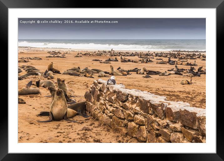 Cape Cross Fur Seals - Namibia Framed Mounted Print by colin chalkley