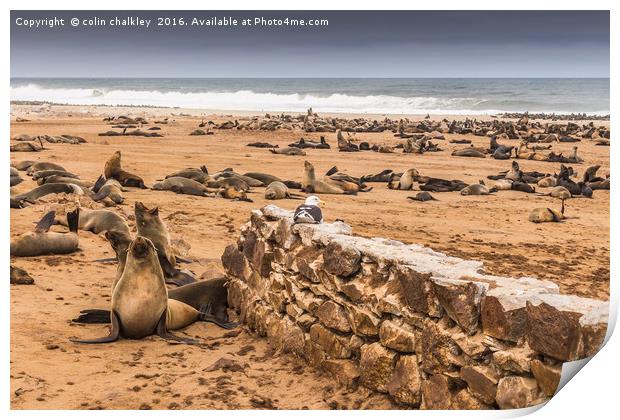 Cape Cross Fur Seals - Namibia Print by colin chalkley