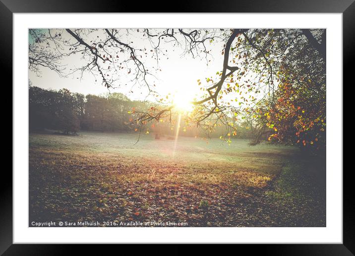 frosty morning delight Framed Mounted Print by Sara Melhuish