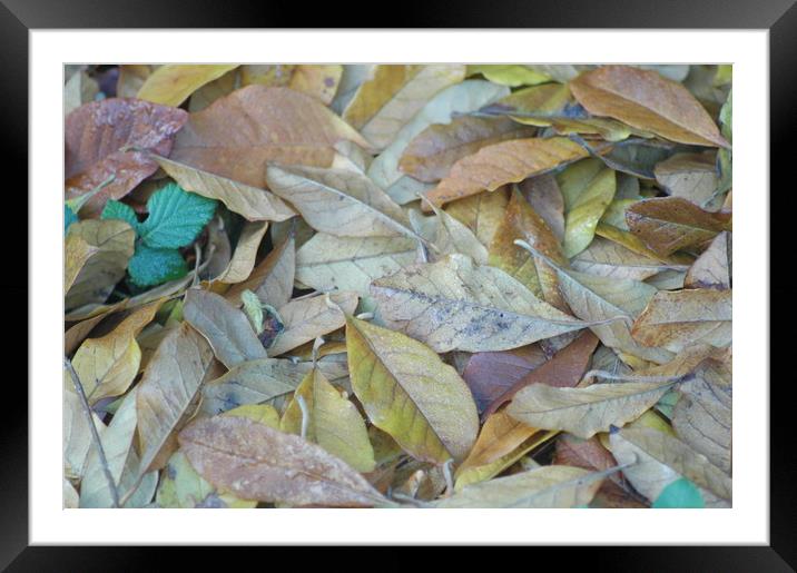 Autumn Leaves Framed Mounted Print by Jackson Photography