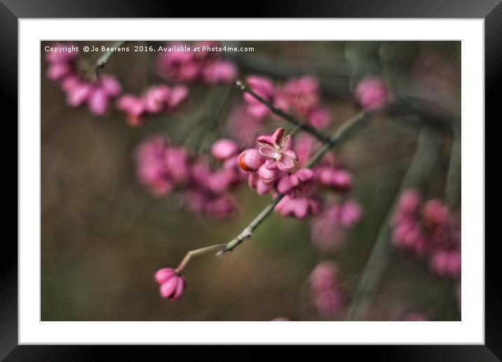 common spindle Framed Mounted Print by Jo Beerens