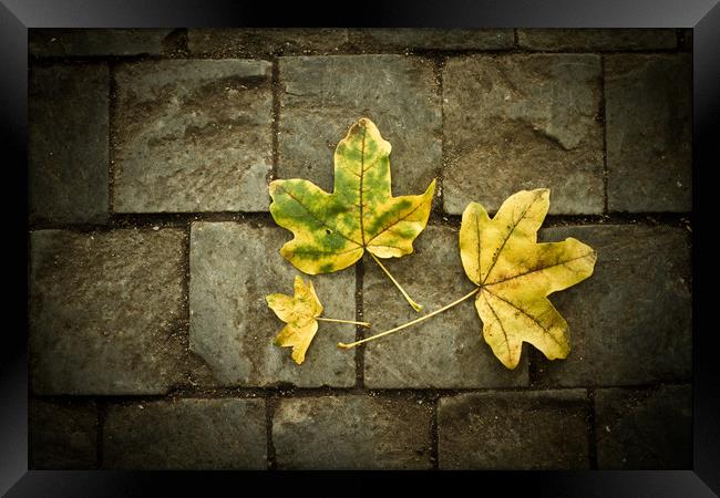 Leafs  Framed Print by chris smith