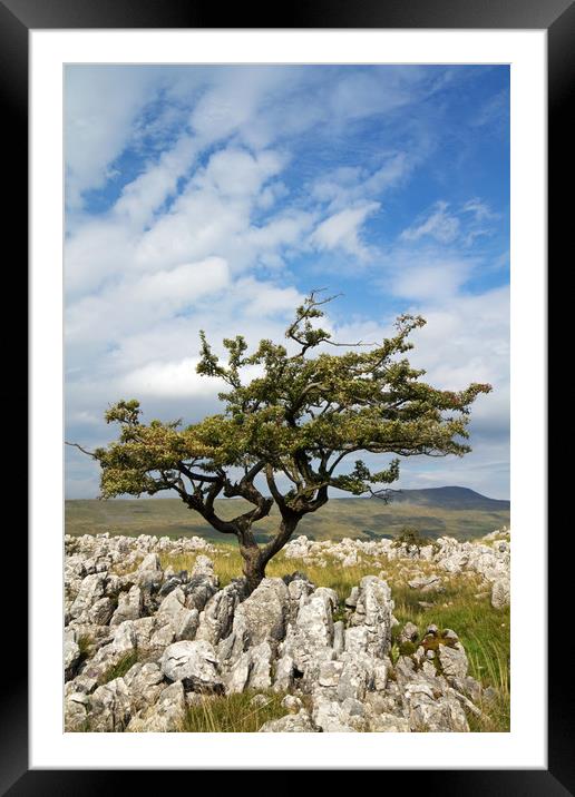Limestone Pavement  Framed Mounted Print by chris smith