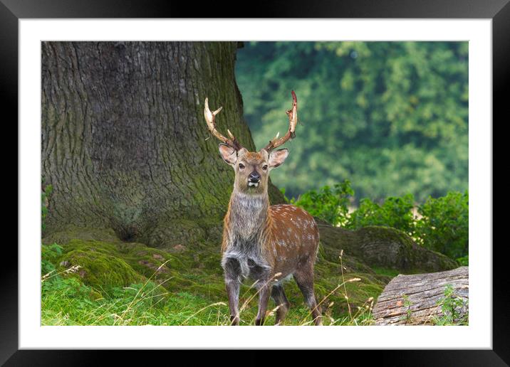 Sika Deer  (Cervus nippon)  Framed Mounted Print by chris smith