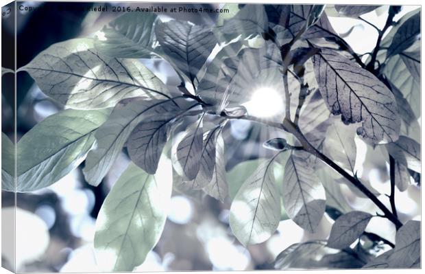 Leaves in my Fantasy Canvas Print by Tanja Riedel