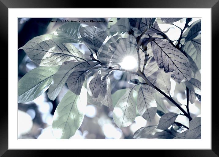 Leaves in my Fantasy Framed Mounted Print by Tanja Riedel