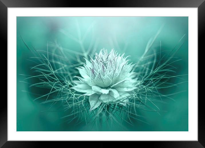 Love-in-a-mist Framed Mounted Print by Jacky Parker