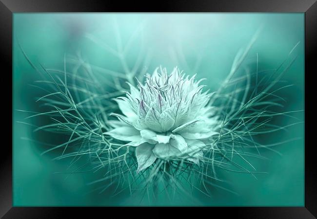 Love-in-a-mist Framed Print by Jacky Parker