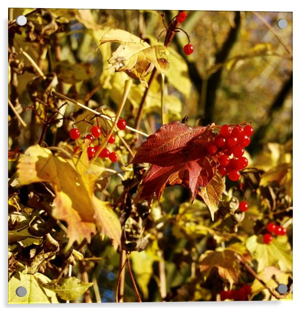 Autumn Fruit Acrylic by Brian Spooner