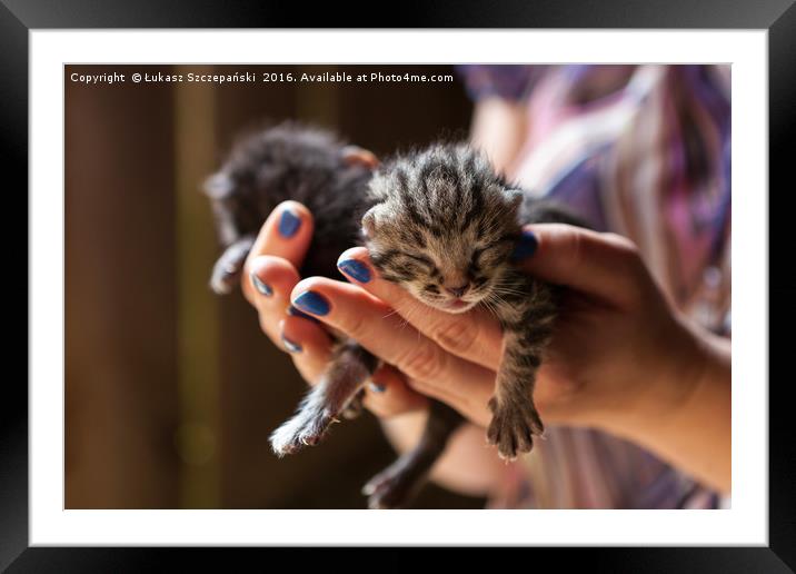 Newborn kitty on human's hand Framed Mounted Print by Łukasz Szczepański