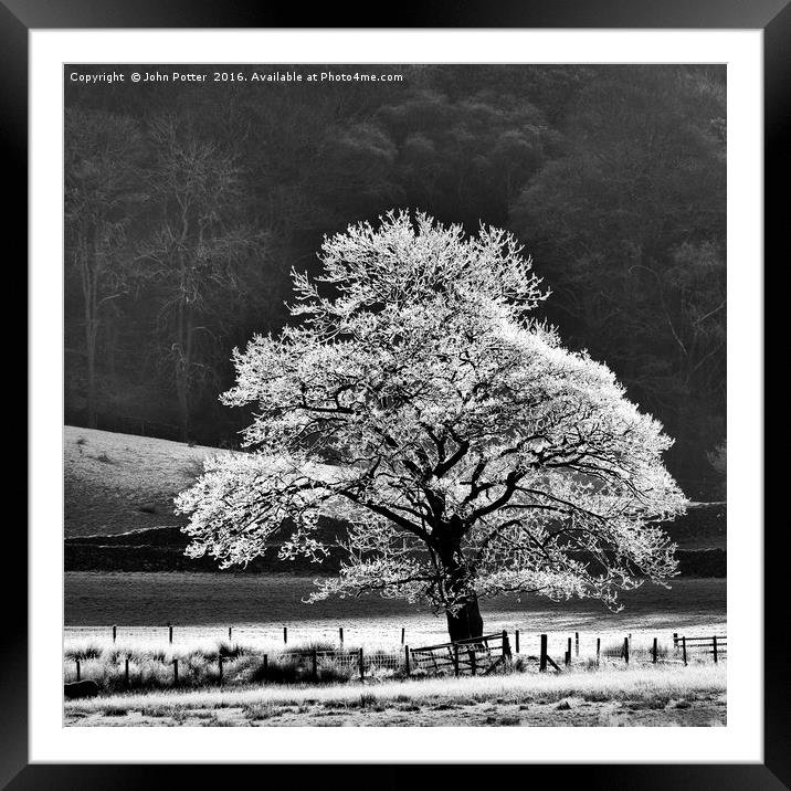 Oak Tree Hoar Frost Framed Mounted Print by John Potter