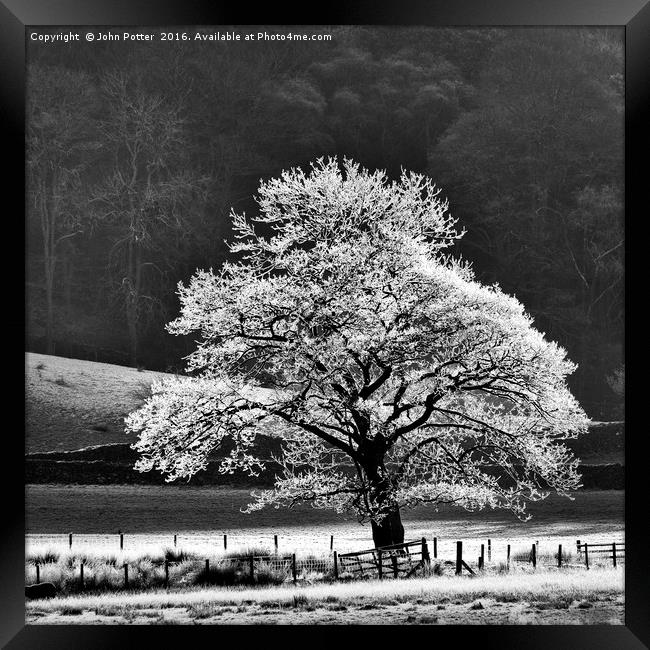 Oak Tree Hoar Frost Framed Print by John Potter