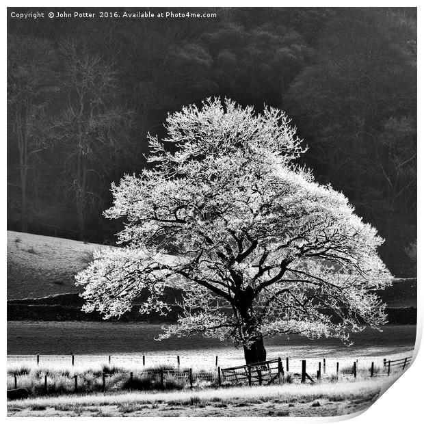 Oak Tree Hoar Frost Print by John Potter