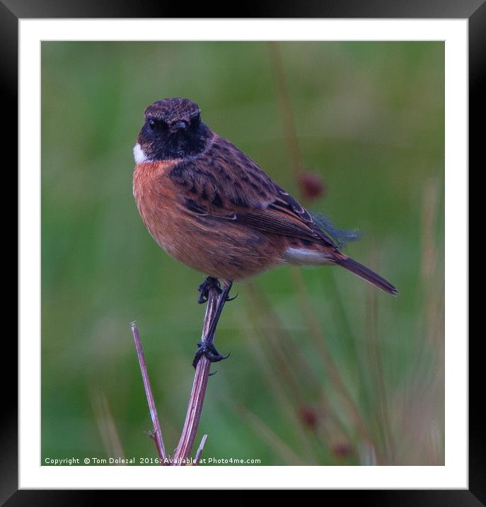 Stonechat Framed Mounted Print by Tom Dolezal
