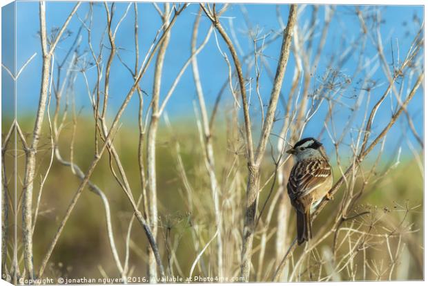 White Crowned Sparrow (Zonotrichia leucophrys) Canvas Print by jonathan nguyen