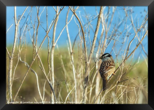 White Crowned Sparrow (Zonotrichia leucophrys) Framed Print by jonathan nguyen