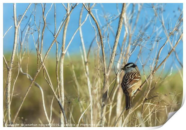 White Crowned Sparrow (Zonotrichia leucophrys) Print by jonathan nguyen
