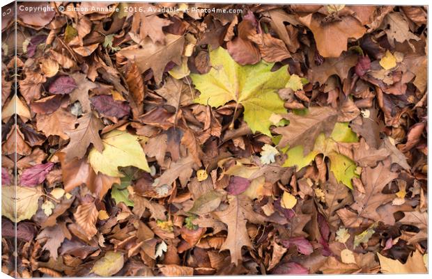 Autumn Leaf Canvas Print by Simon Annable