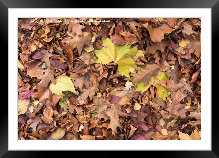 Autumn Leaf Framed Mounted Print by Simon Annable