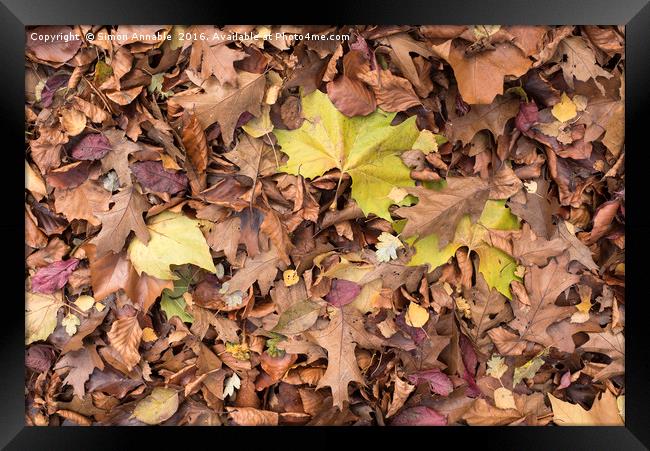 Autumn Leaf Framed Print by Simon Annable