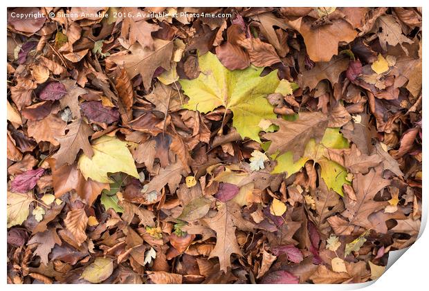 Autumn Leaf Print by Simon Annable