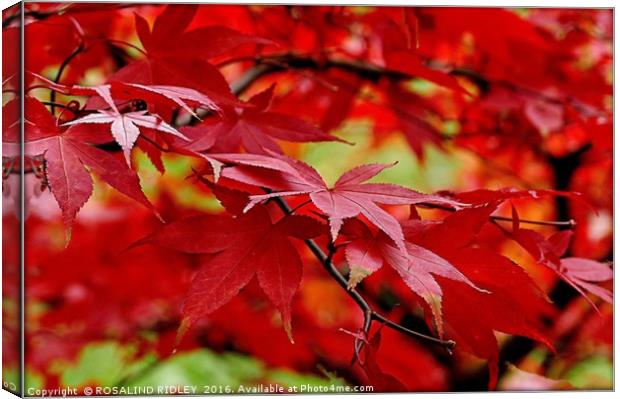 "SUNLIGHT THROUGH THE ACER" Canvas Print by ROS RIDLEY